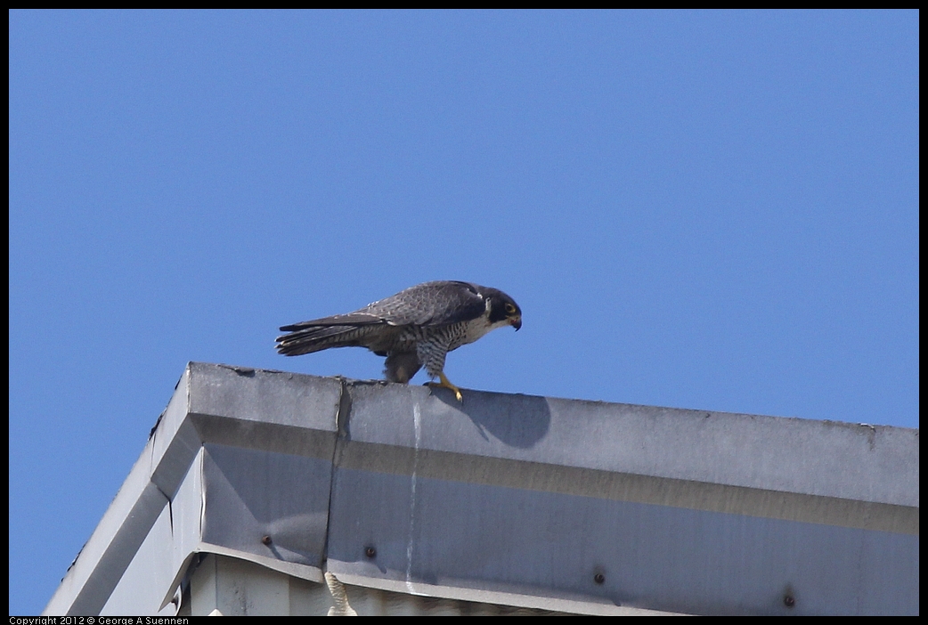 0530-091159-02.jpg - Peregrine Falcon Adult 1
