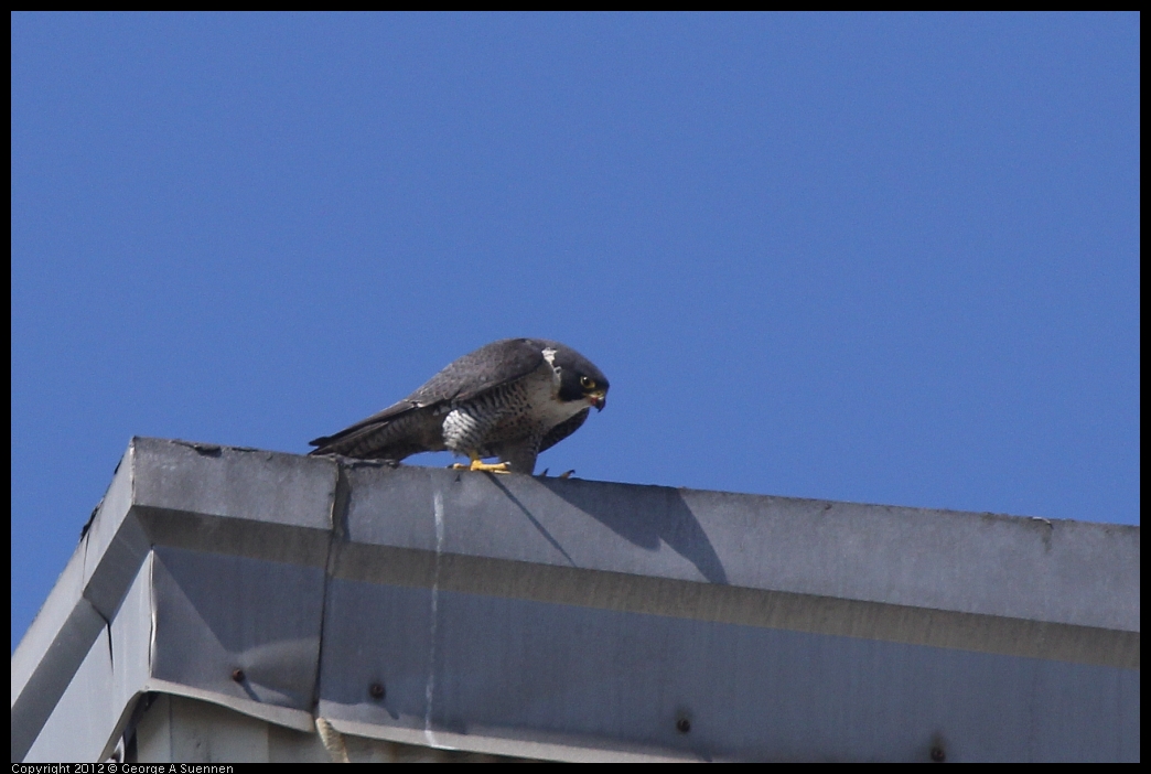 0530-091200-01.jpg - Peregrine Falcon Adult 1