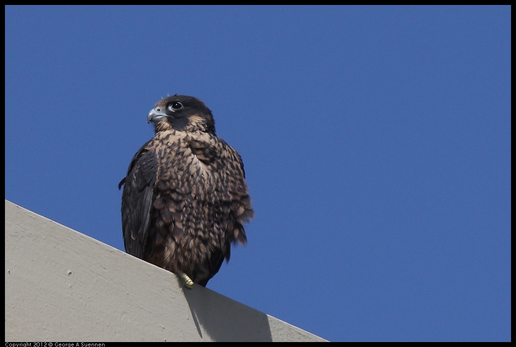0530-091219-01.jpg - Peregrine Falcon Juvenile Male 1