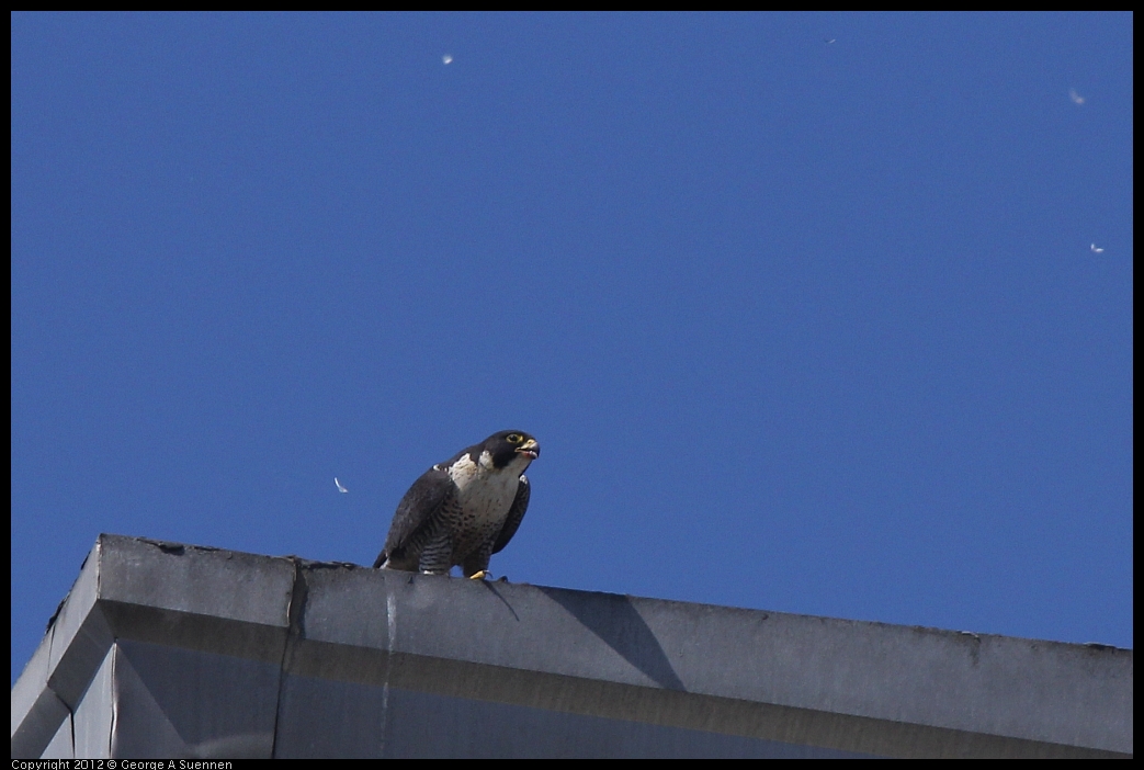 0530-091229-01.jpg - Peregrine Falcon Adult 1