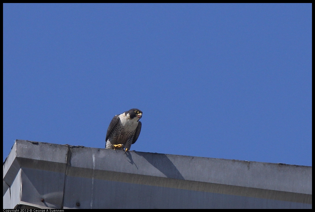 0530-091235-01.jpg - Peregrine Falcon Adult 1