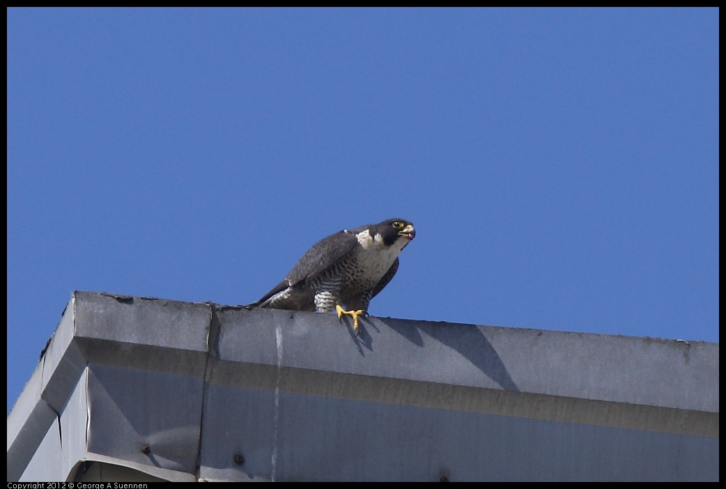 0530-091238-04.jpg - Peregrine Falcon Adult 1