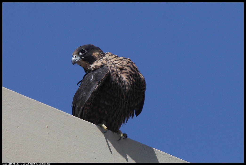 0530-091341-01.jpg - Peregrine Falcon Juvenile Male 1