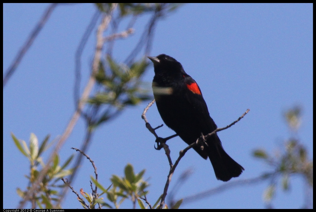 0602-090431-03.jpg - Red-winged Blackbird