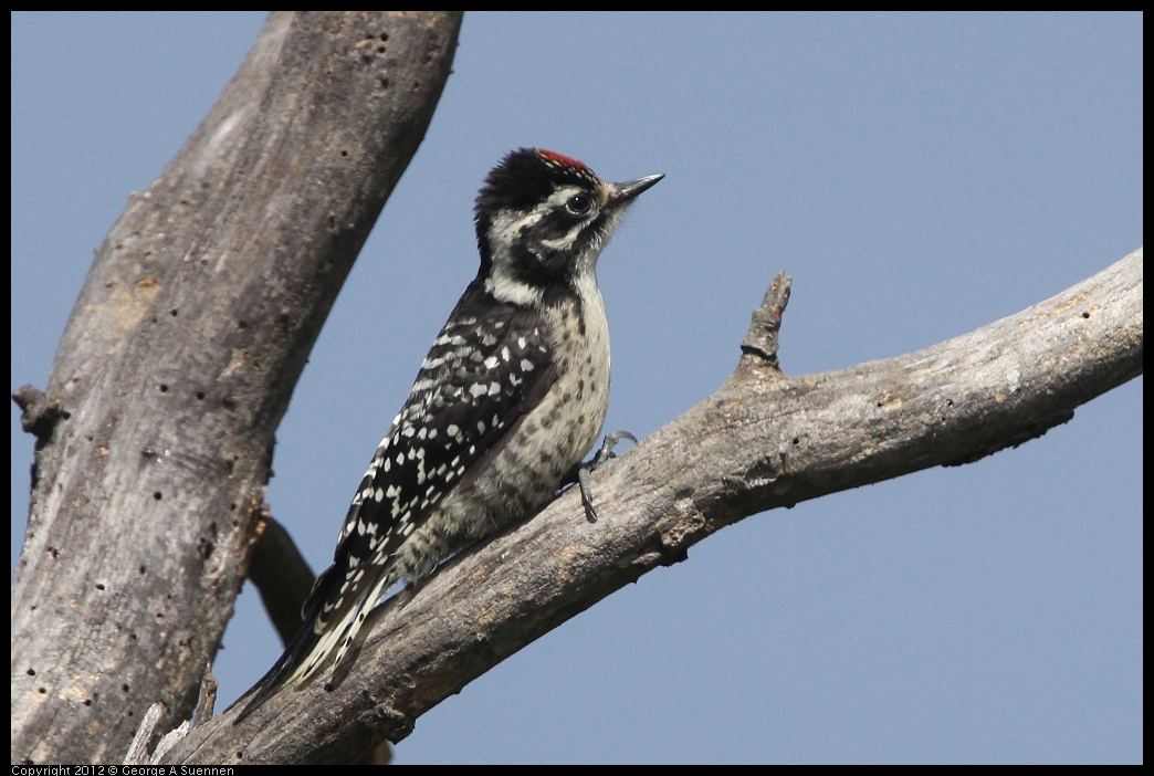 0602-090652-01.jpg - Downy Woodpecker