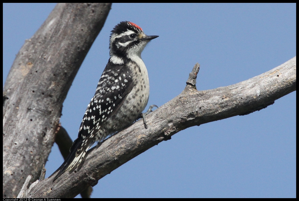 0602-090659-03.jpg - Downy Woodpecker