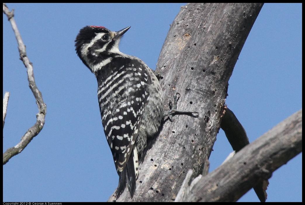 0602-090755-03.jpg - Downy Woodpecker