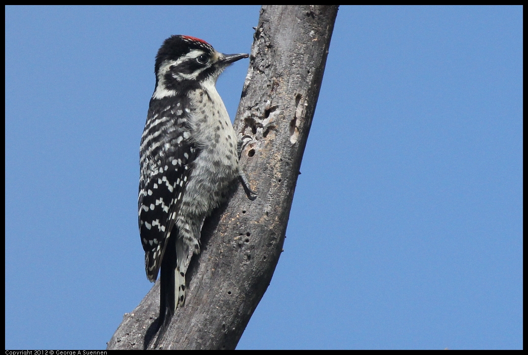 0602-090807-03.jpg - Downy Woodpecker