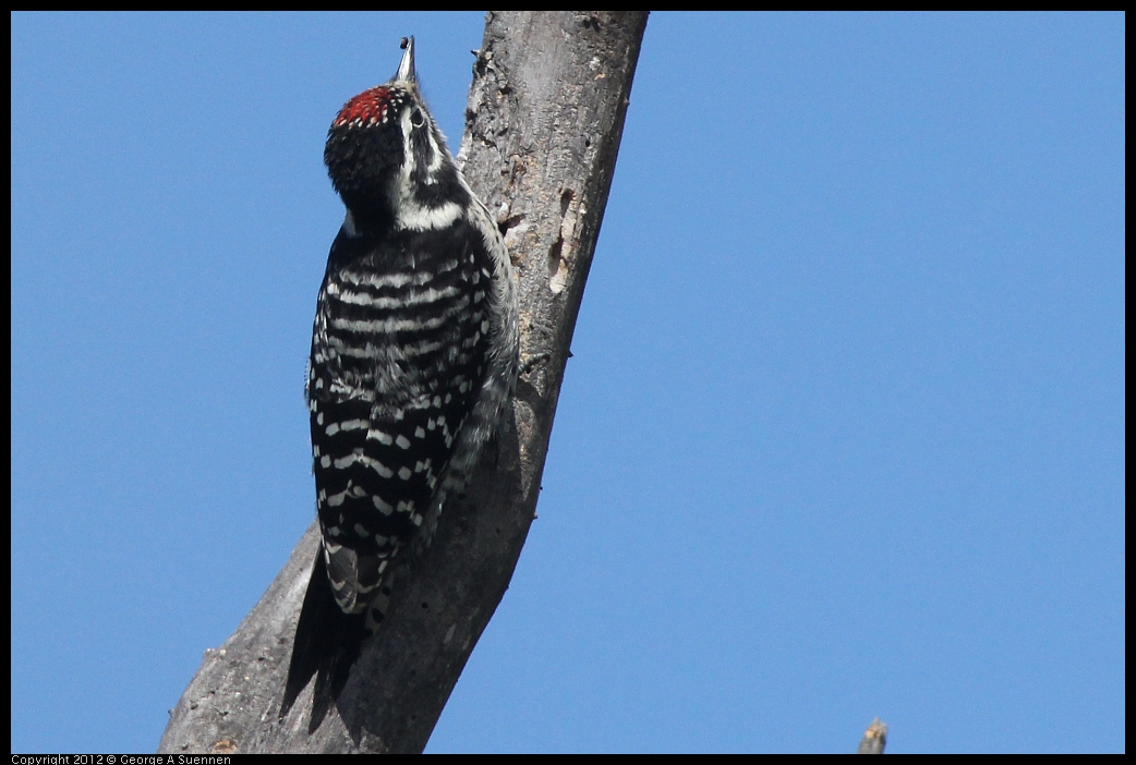 0602-090811-01.jpg - Downy Woodpecker