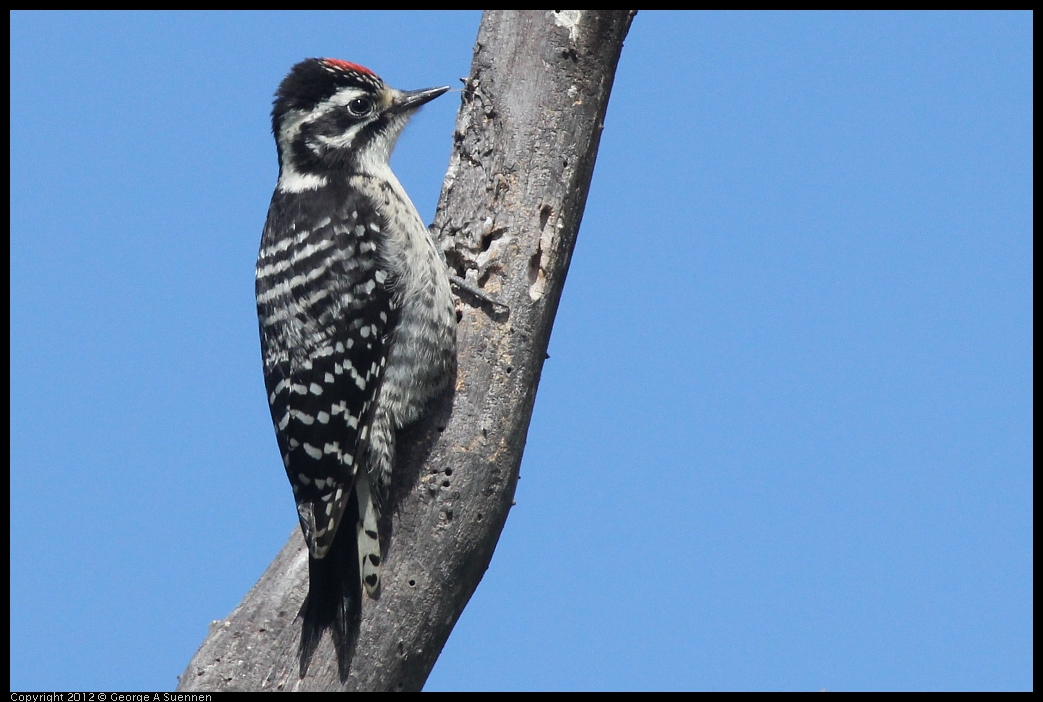 0602-090814-01.jpg - Downy Woodpecker