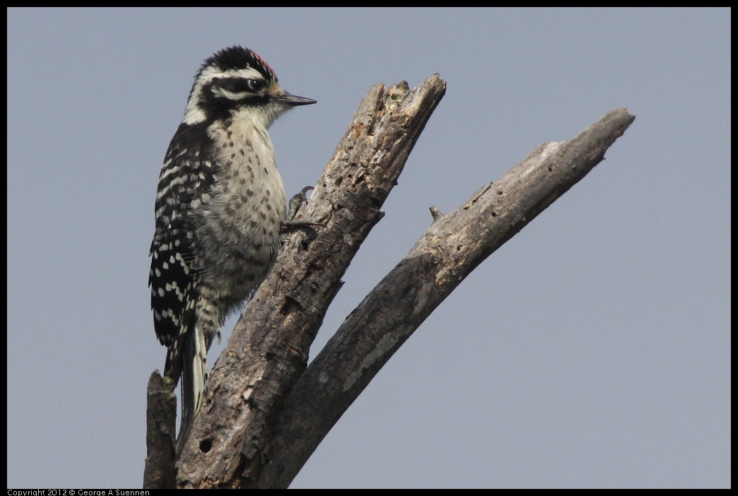 0602-090859-03.jpg - Downy Woodpecker