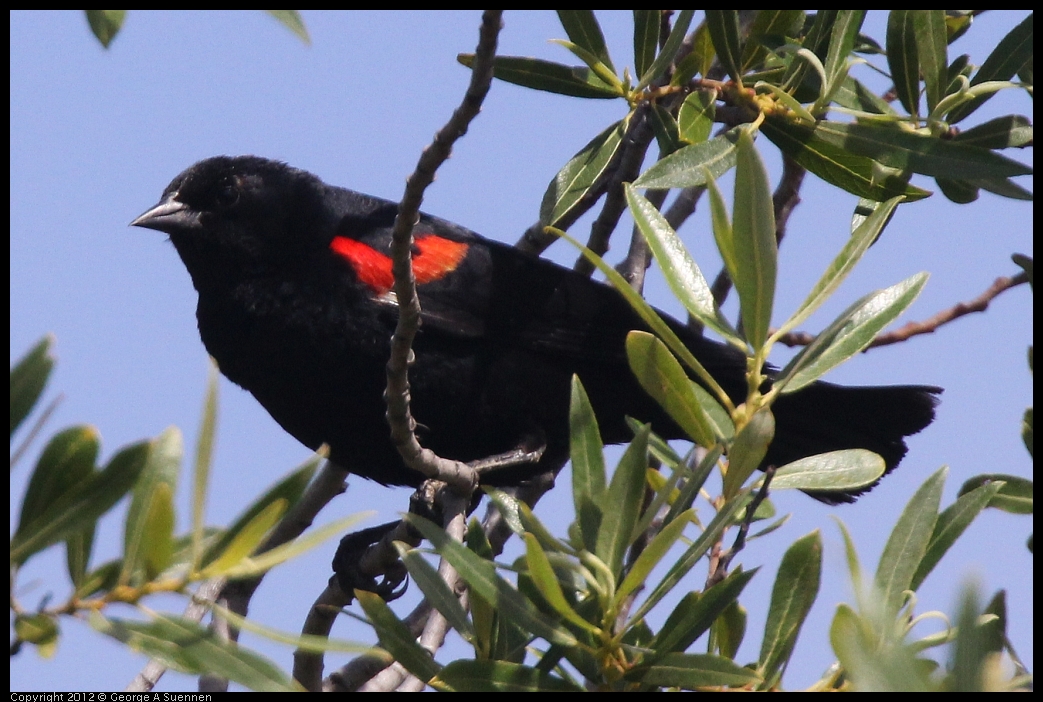 0602-090949-01.jpg - Red-winged Blackbird