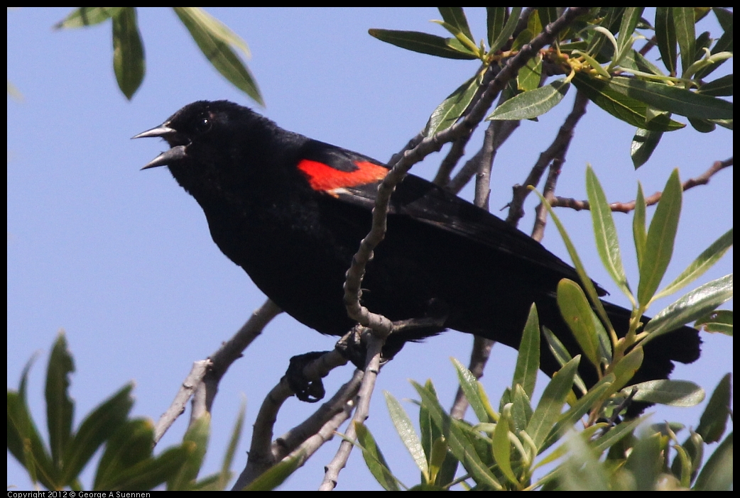 0602-090949-03.jpg - Red-winged Blackbird