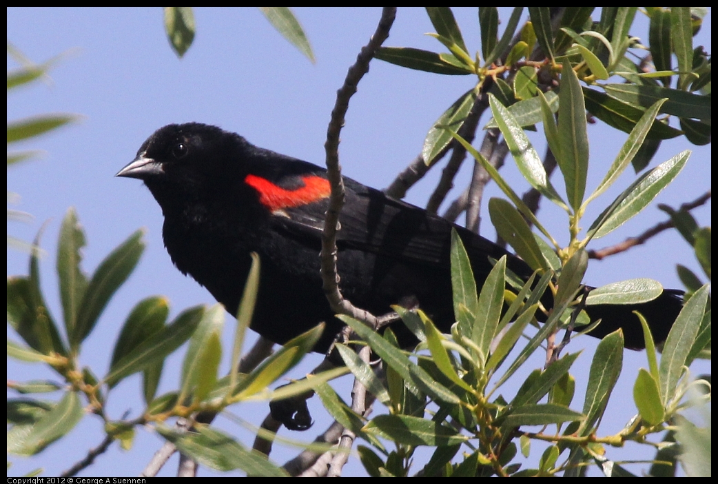 0602-090950-04.jpg - Red-winged Blackbird