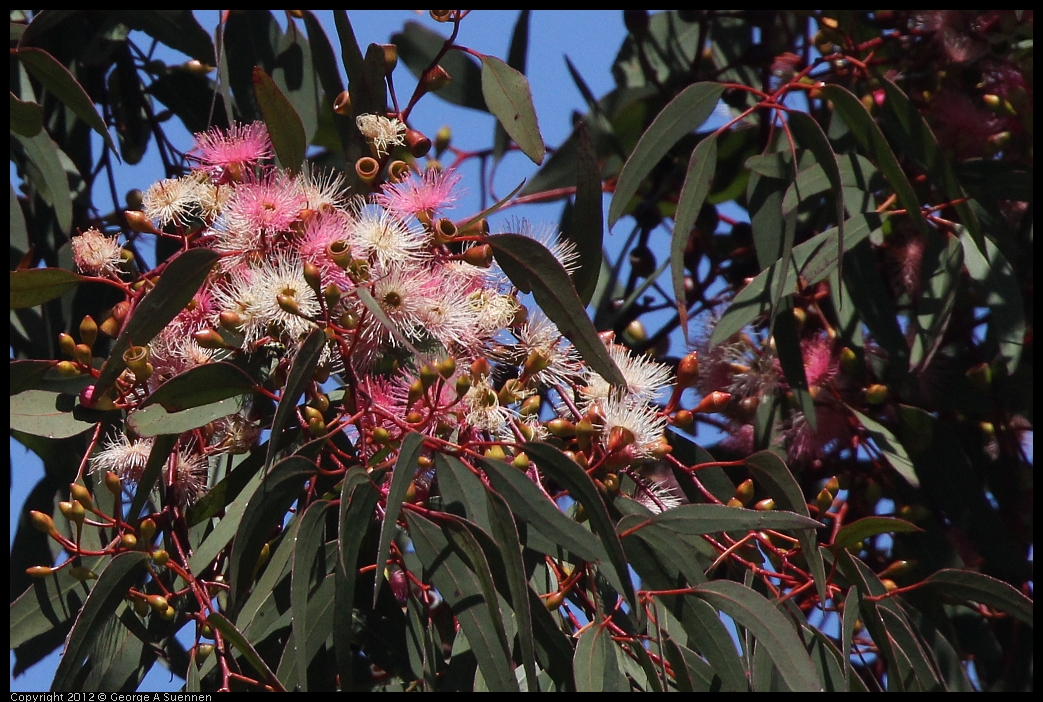 0602-103632-01.jpg - Eucalyptus flowers