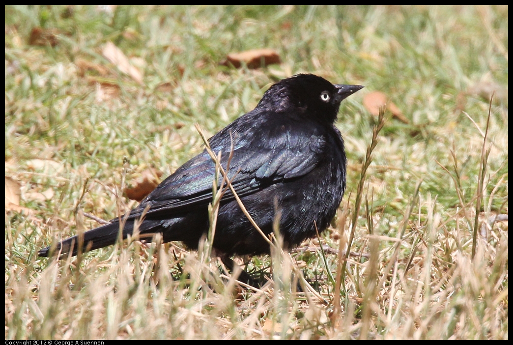 0602-105953-01.jpg - Brewer's Blackbird