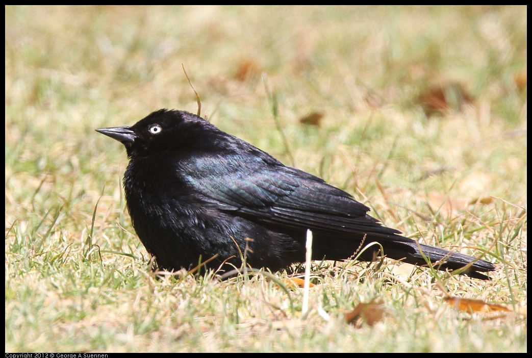 0602-110357-01.jpg - Brewer's Blackbird