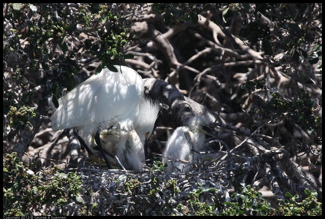 0602-115526-01.jpg - Snowy Egret and babies