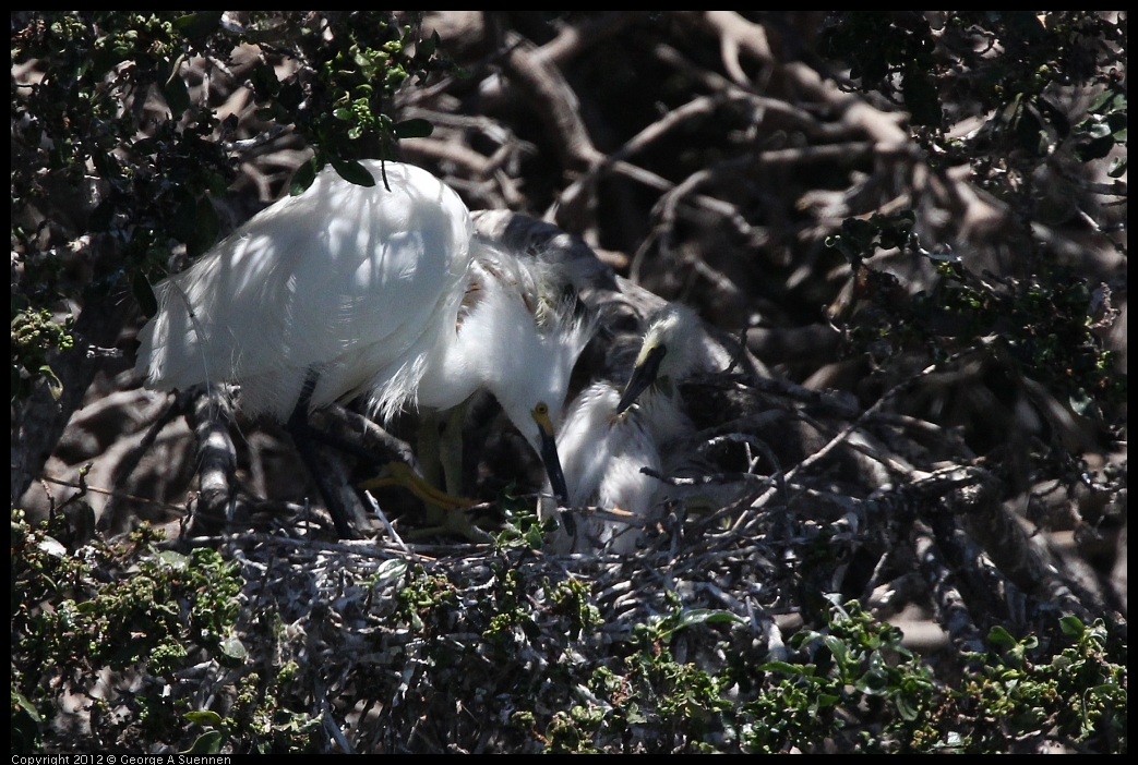 0602-115537-01.jpg - Snowy Egret and babies