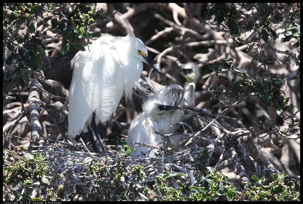 0602-115609-01.jpg - Snowy Egret and babies