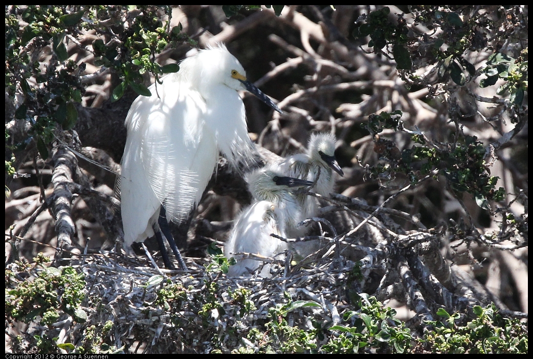 0602-115609-04.jpg - Snowy Egret and babies