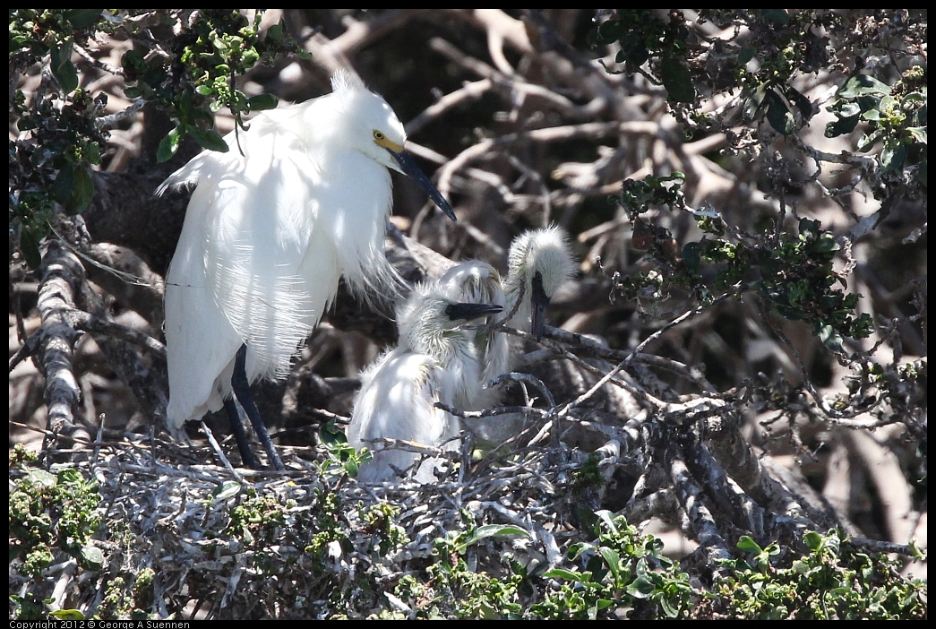 0602-115610-03.jpg - Snowy Egret and babies
