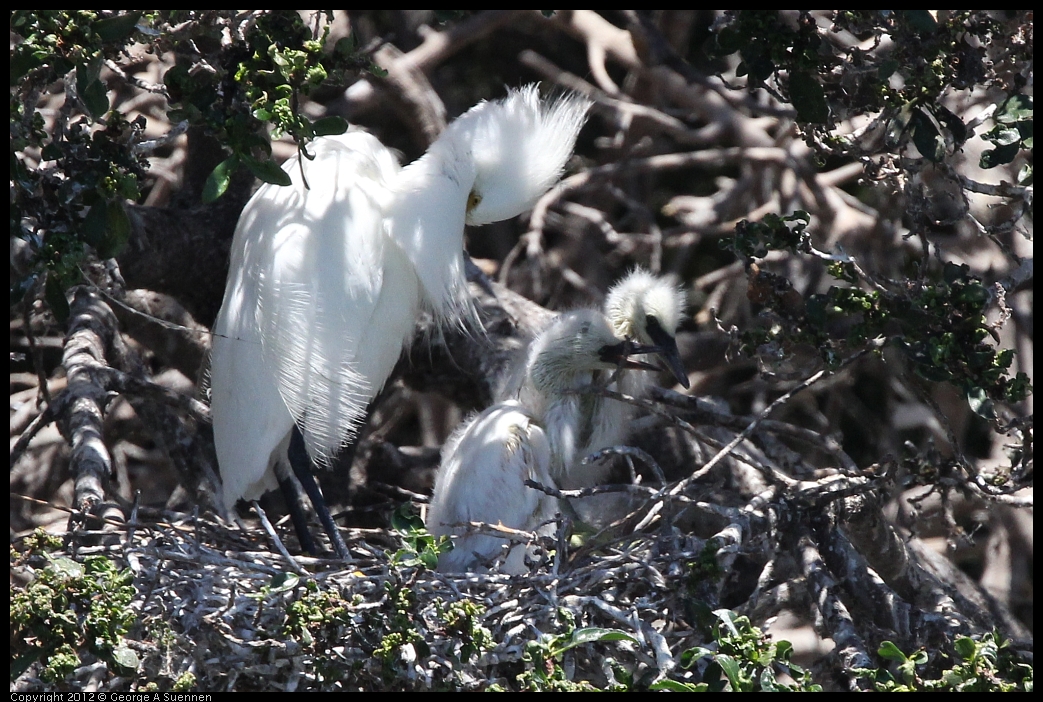 0602-115611-02.jpg - Snowy Egret and babies