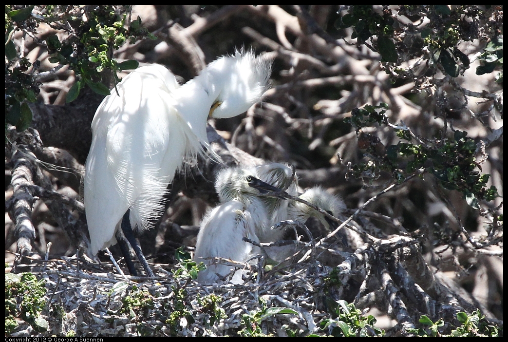 0602-115612-03.jpg - Snowy Egret and babies