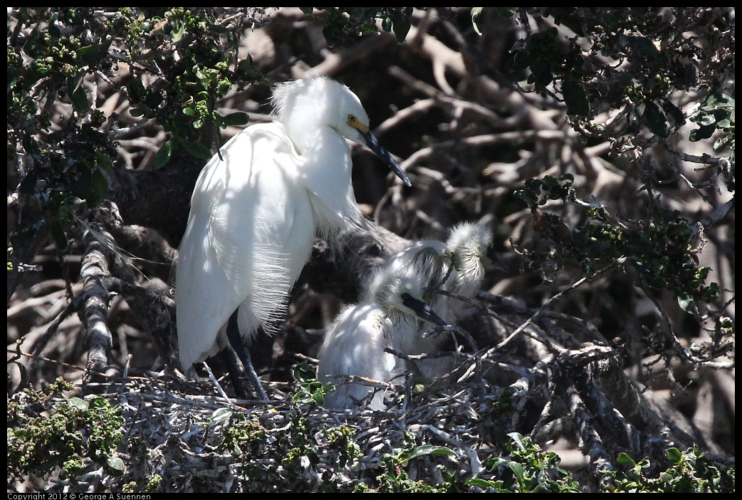 0602-115614-01.jpg - Snowy Egret and babies