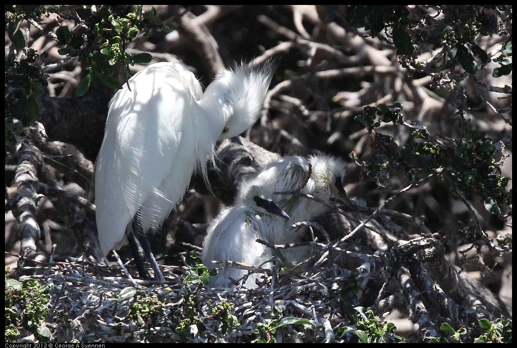 0602-115614-04.jpg - Snowy Egret and babies