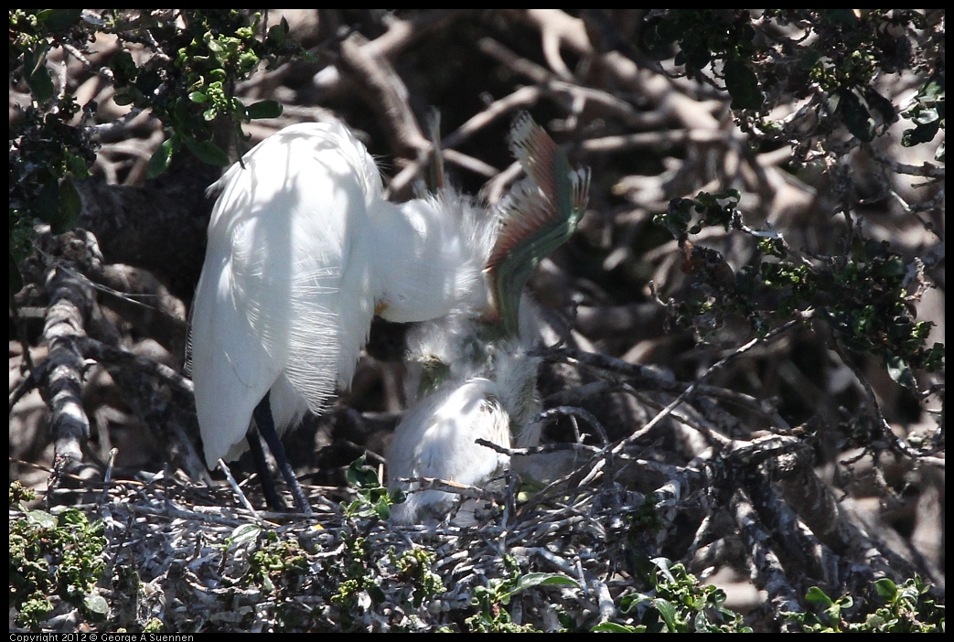 0602-115616-02.jpg - Snowy Egret and babies