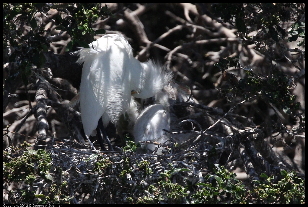 0602-115618-03.jpg - Snowy Egret and babies