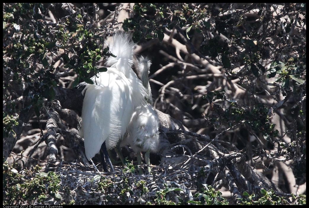 0602-115624-01.jpg - Snowy Egret and babies