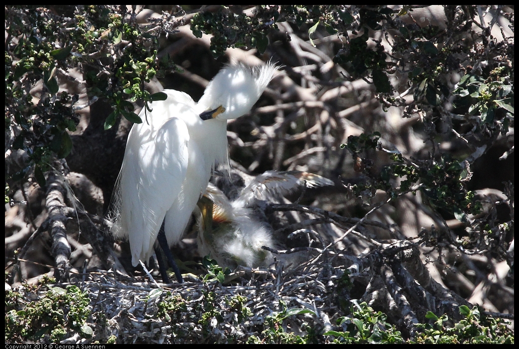 0602-115743-02.jpg - Snowy Egret and babies