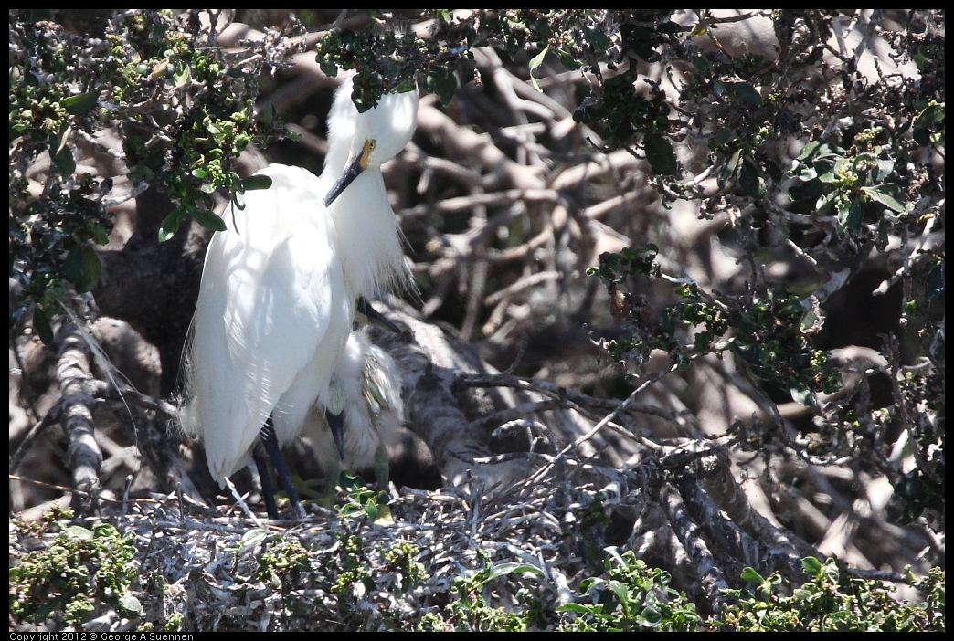 0602-115748-03.jpg - Snowy Egret and babies