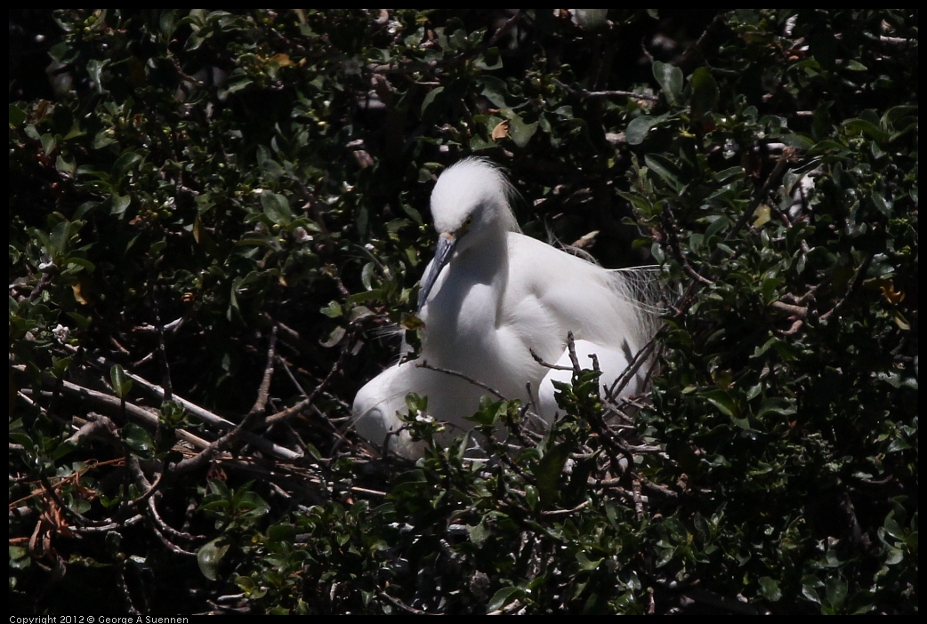 0602-115852-02.jpg - Snowy Egret and babies