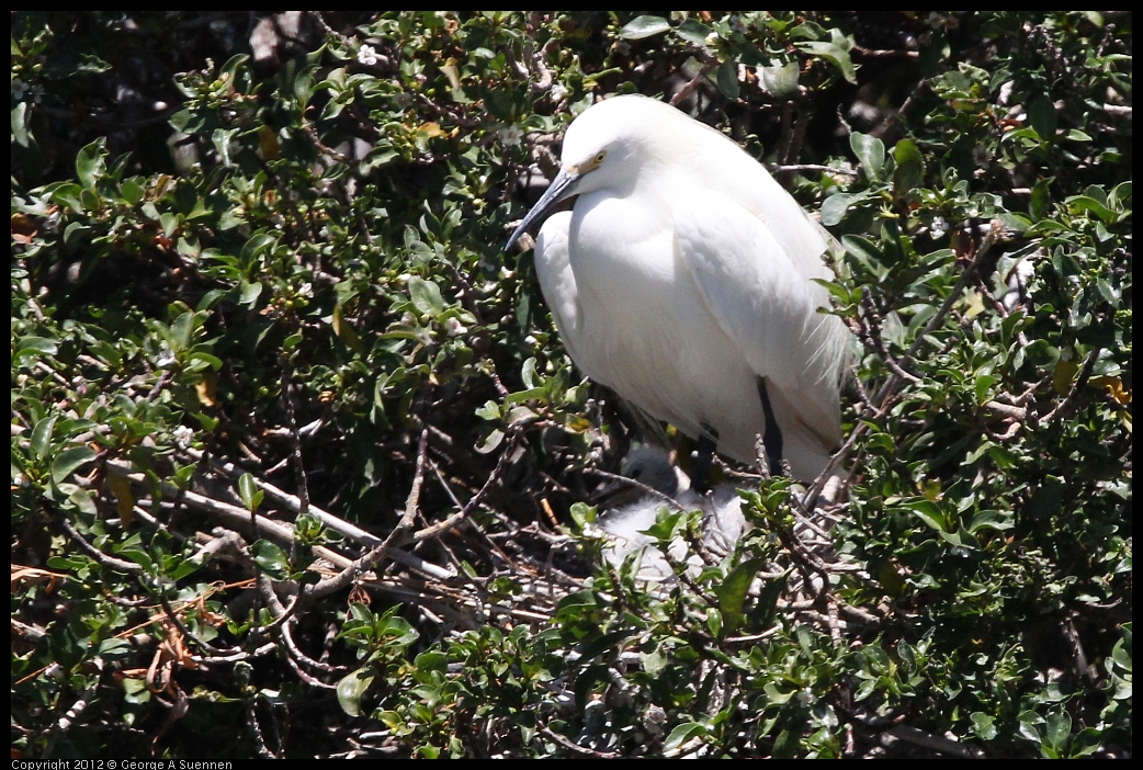 0602-115913-01.jpg - Snowy Egret and babies