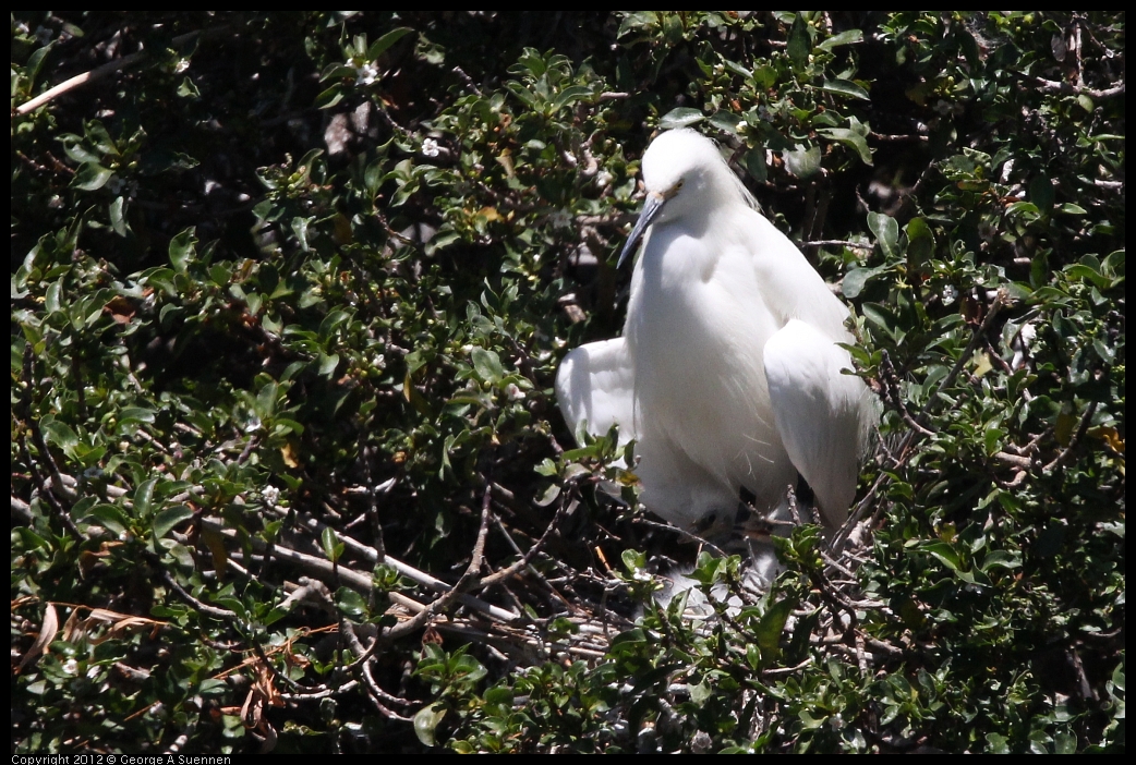 0602-120016-04.jpg - Snowy Egret and babies