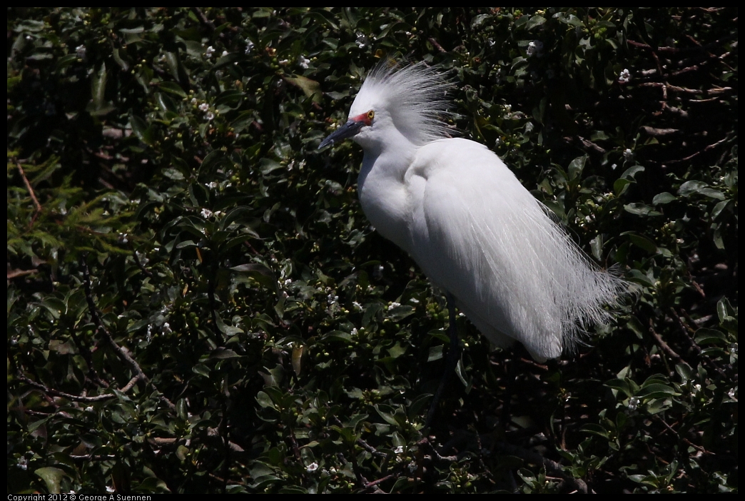 0602-120241-01.jpg - Snowy Egret