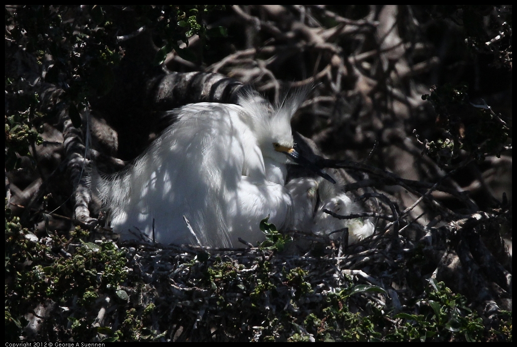 0602-121756-04.jpg - Snowy Egret with babies