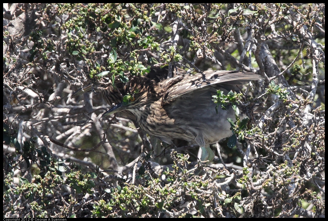0602-122501-01.jpg - Black-crowned Night Heron Juvenile