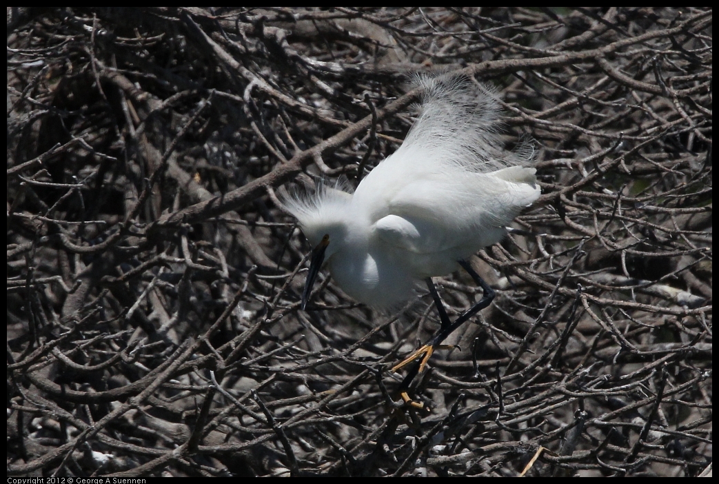 0602-122615-03.jpg - Snowy Egret
