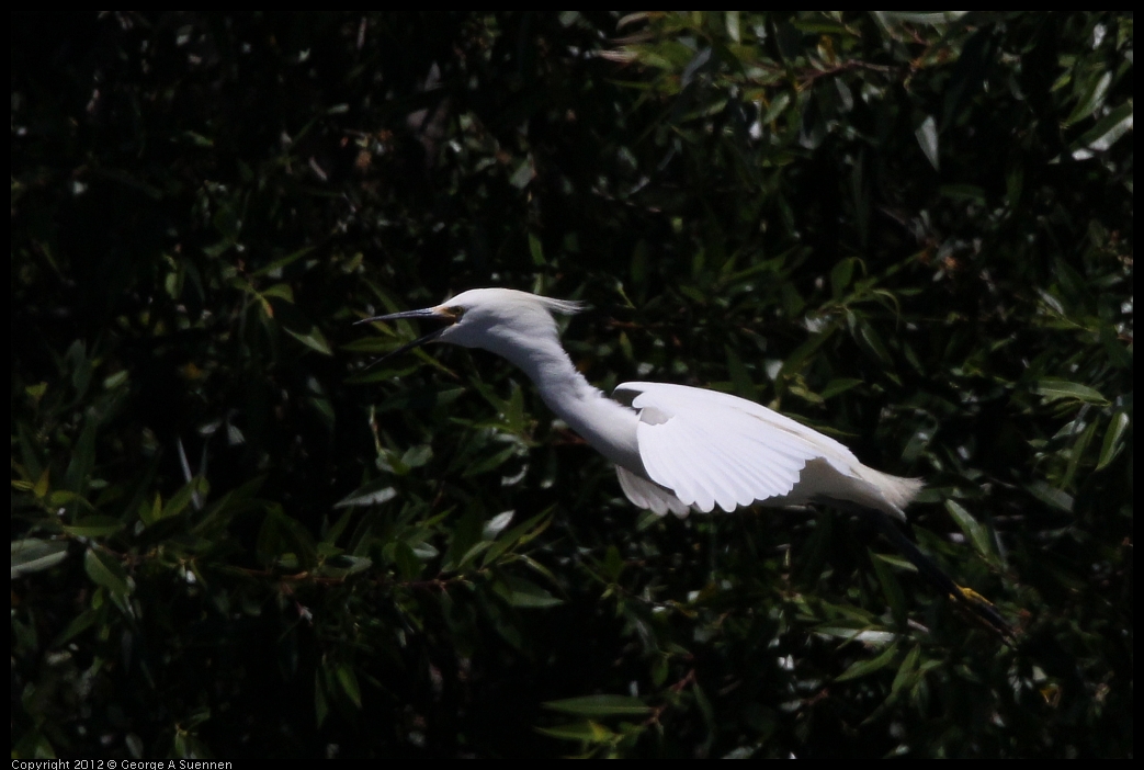0602-122901-01.jpg - Snowy Egret