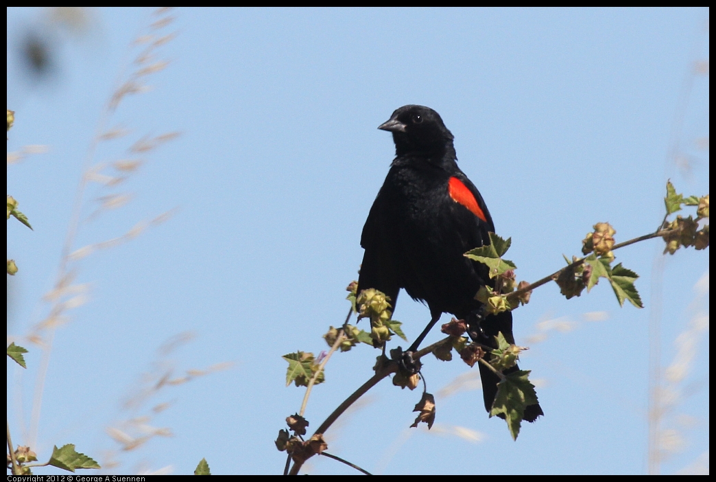 0606-082902-01.jpg - Red-winged Blackbird
