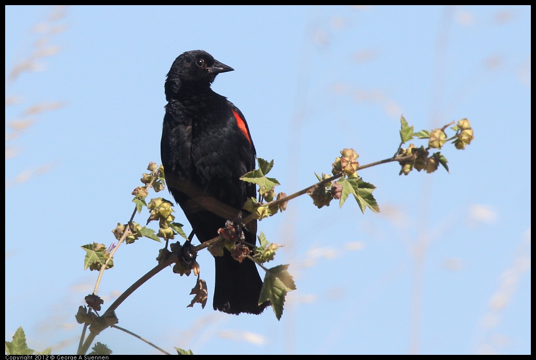 0606-082921-01.jpg - Red-winged Blackbird