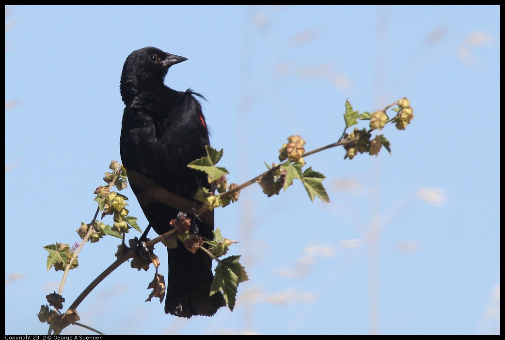 0606-082935-02.jpg - Red-winged Blackbird