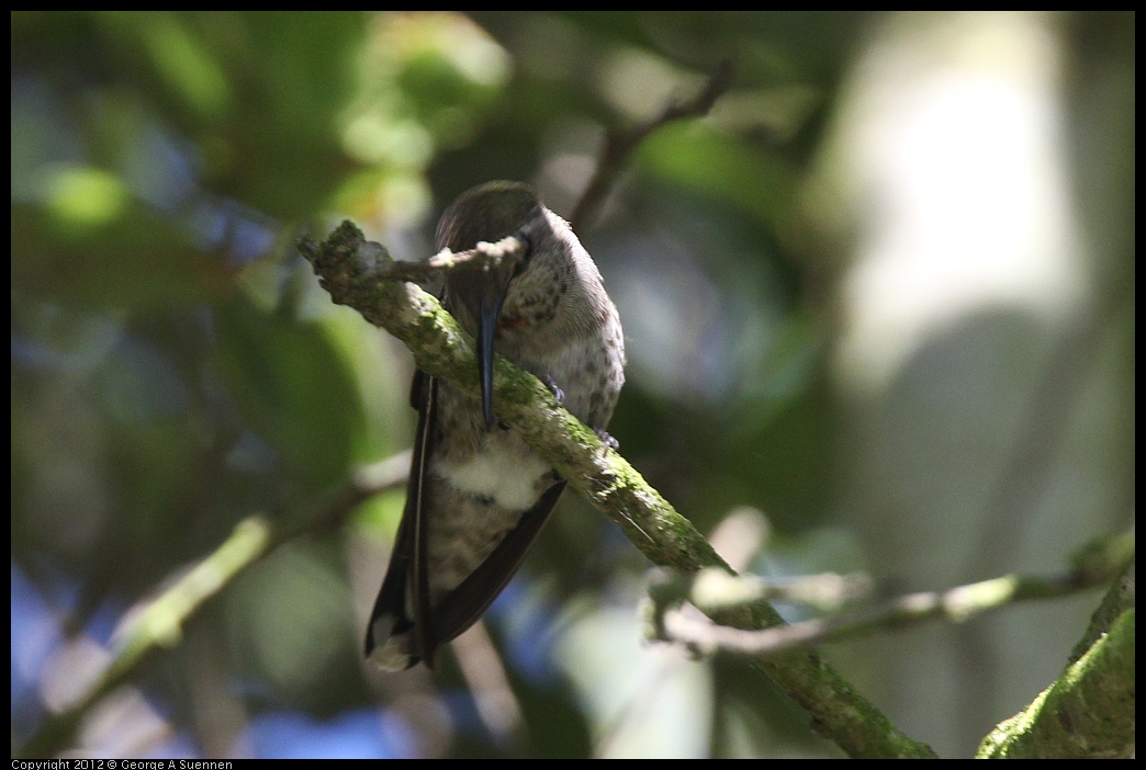 0610-171055-04.jpg - Anna's Hummingbird