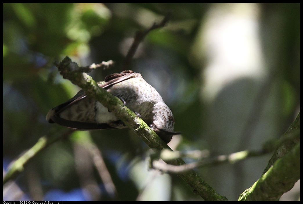 0610-171058-04.jpg - Anna's Hummingbird