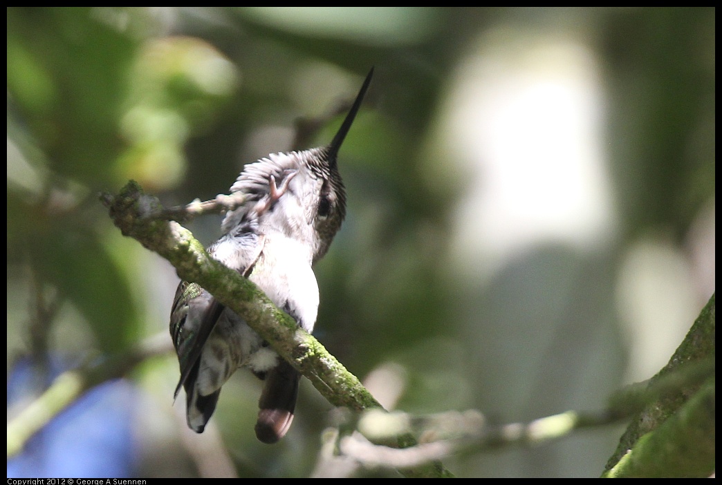 0610-171105-01.jpg - Anna's Hummingbird