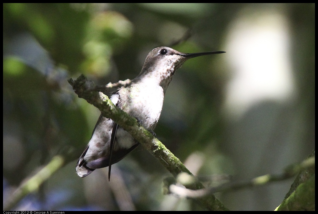 0610-171120-02.jpg - Anna's Hummingbird